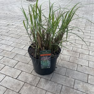Miscanthus Ferner Osten