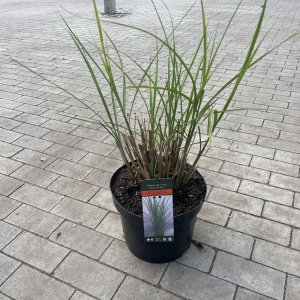 Chinaschilf Gracillimus