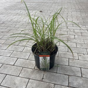 Zebrinus Chinaschilf