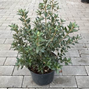 Neuseeländisches Eisenholz