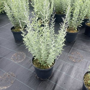 Blauraute Blue Spire
