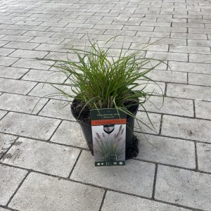 Federborstengras Hameln