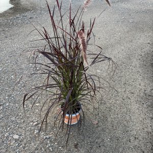 Rotes Lampenputzergras Rubrum