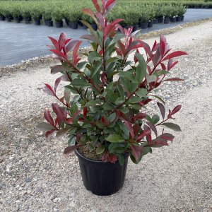 Robusta Compacta Glanzmispel