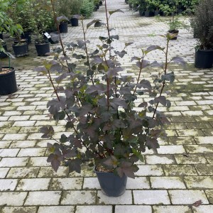 Rotlaubige Fasanenspiere „Diabolo“