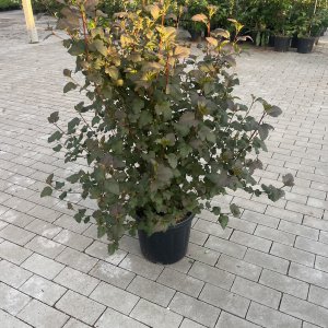 Blasenspiere Diabolo