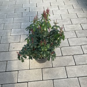 Lavendelheide Bonfire