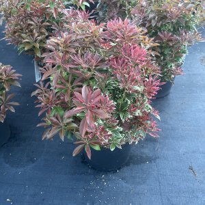 Pieris Carnaval