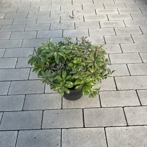 Schattenglöckchen Carneval