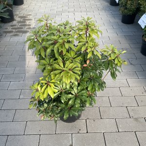 Schattenglöckchen Mountain Fire