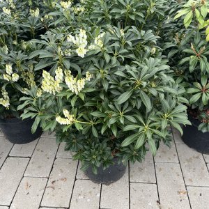 Japanische Lavendelheide Purity