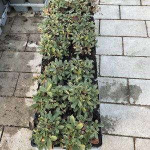 Dreiblättrige Fingerkraut Nuuk