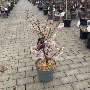 Kurielische Kirsche Ruby