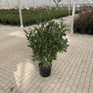 Kirschlorbeer “Caucasica”