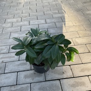 Kirschlorbeer Mount Vernon