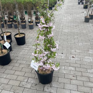 Gefüllte Bergkirsche Accolade