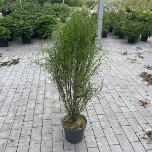 Kreuzdorn Fine Line
