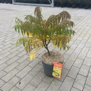 Essigbaum Tiger Eyes