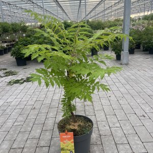 Essigbaum Tiger Eyes