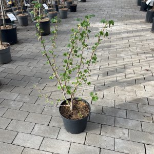 Rote Johannisbeere 'King Edward'