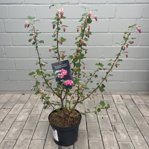 Zierjohannisbeere 'King Edward'