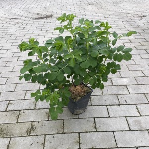 Apfelrose - Sylter Rose