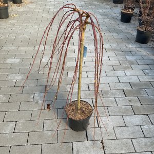 Hängende Kätzchenweide