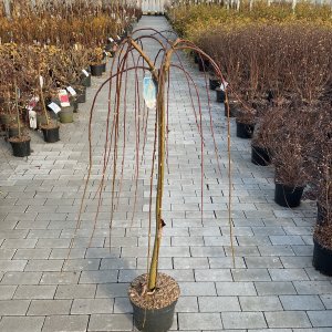 Hängende Kätzchenweide