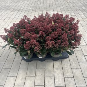 Japanische Blütenskimmie Rubella