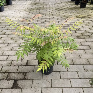 Fiederspiere „Sem“