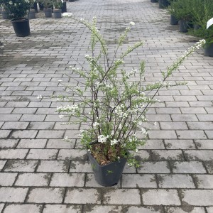 Weiße Rispenspiere