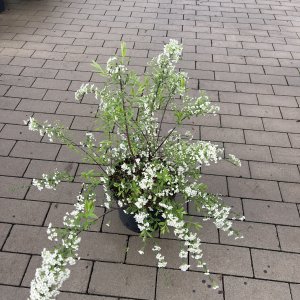 Brautspiere Grefsheim