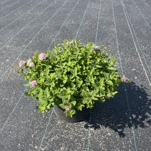 Rosa Zwergspiere