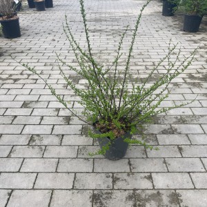 Japanische Strauchspiere