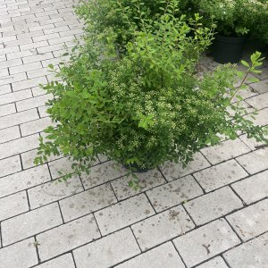 Schneespiere Snowmound