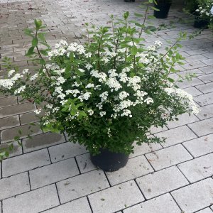 Schneespiere Snowmound