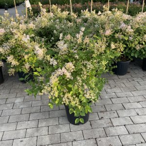 Kleinblättriger Flieder Superba