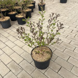 Zwergflieder Palibin