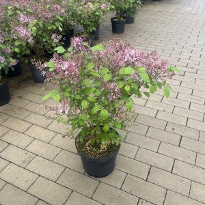 Zwergflieder Palibin