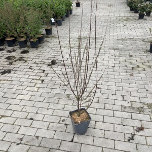 Heidetamariske