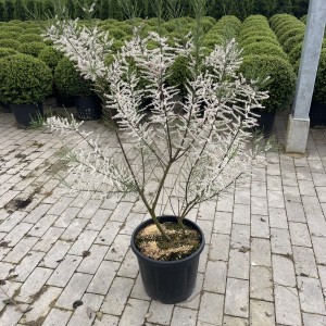 Heidetamariske