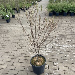 Kleiner Tamarisk