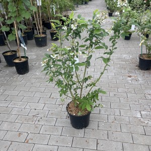 Gartenheidelbeere