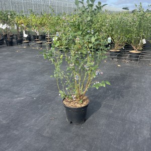 Gartenheidelbeere