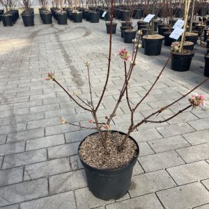 Winter-Schneeball Dawn