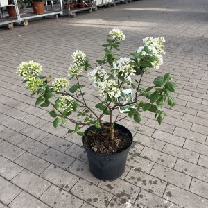 Burkwood-Schneeball Anne Russell