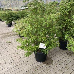 Japanischer Schneeball Mariesii