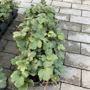 Dreiblatt-Golderdbeere