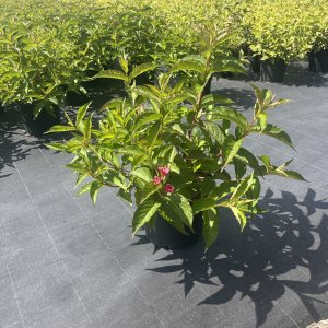 Weigelie Bristol Ruby
