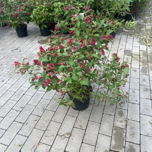 Weigelie Bristol Ruby